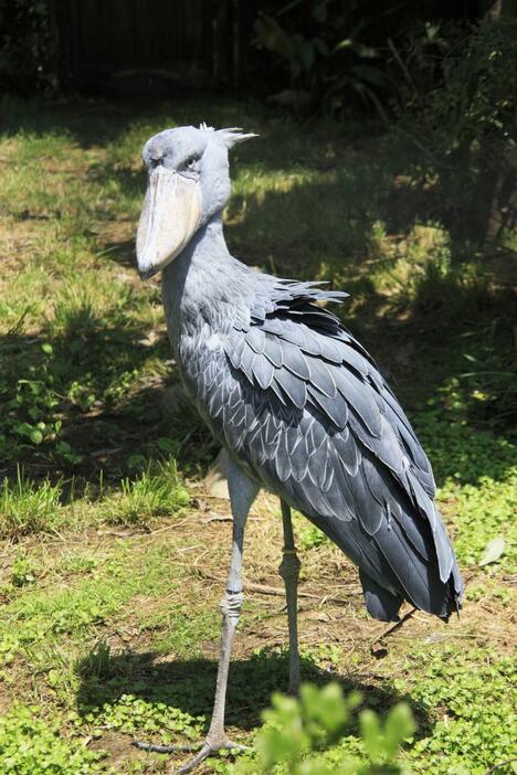 見ているうちに愛らしくなってくるハシビロコウ（写真提供：アフロ）