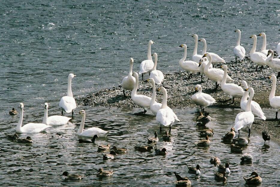 [資料写真]カモなどと群れて冬を越すコハクチョウ（今年3月）