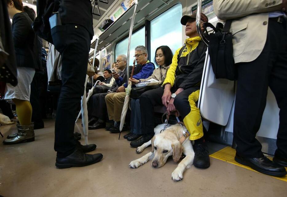 入店拒否問題 盲導犬への 誤解 と 権利 の間で The Page Yahoo ニュース
