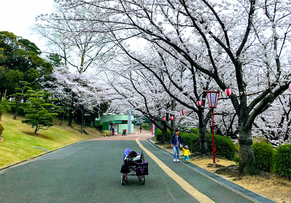 仕事の合間に花見を楽しんだ。気分転換も大事だ。