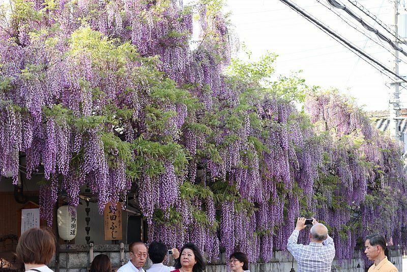 [写真]熊野街道沿いに咲くノダフジ。今年は例年より早く見ごろを迎えた=22日午後5時ごろ、大阪府泉南市で（撮影：岡本ゆか）