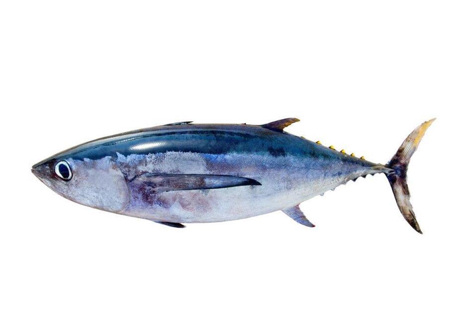 マグロを含むアカンソモルファ類と呼ばれる硬骨魚の一大グループは、白亜紀末の大絶滅時と前後して出現し、すぐに初期進化を成し遂げた可能性を最新の研究は示している（写真：アフロ）