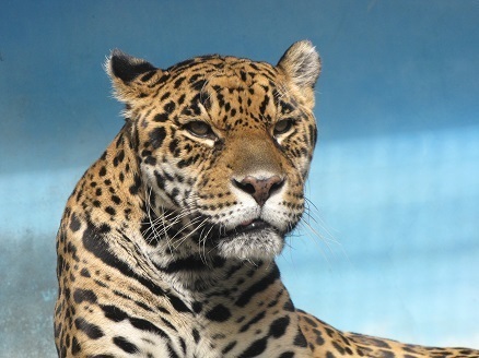[写真]天王寺動物園のジャガオが死んだ。国内最高齢のジャガーだった（提供：天王寺動物園）
