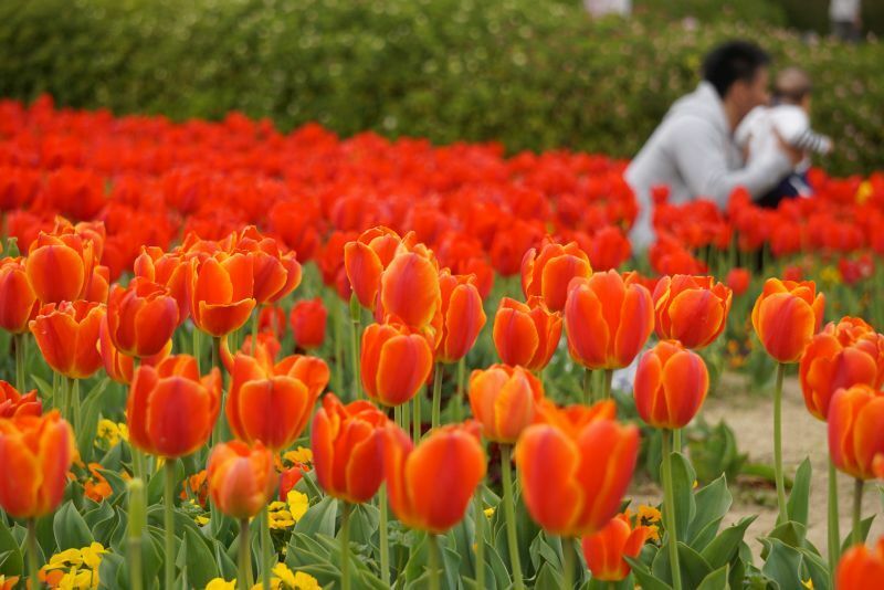 [写真]赤井チューリップに囲まれ、記念撮影を楽しむ親子の姿も=12日午後3時半ごろ、奈良県河合町で（撮影：柳曽文隆）