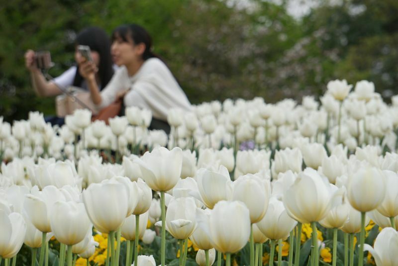 [写真]白いチューリップに囲まれて友達同士で撮影を楽しむ人の姿も=12日午後3時半ごろ、奈良県河合町で（撮影：柳曽文隆）