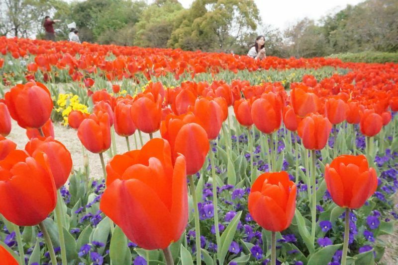 [写真]チューリップ畑で虫採りを楽しむ子どもの姿もあった=12日午後3時半ごろ、奈良県河合町で（撮影：柳曽文隆）