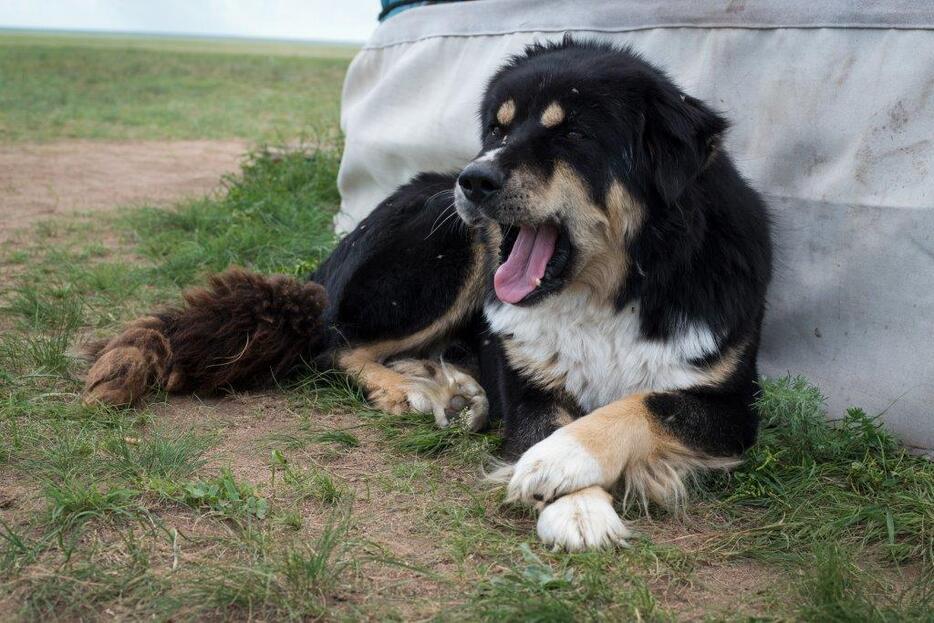 モンゴル犬。目の上にある二点（眉毛）が特徴であり、モンゴルでは四つの目をもつ犬という＝フルンボイル市・シニバルグバロン・ホショー（2015年8月撮影）