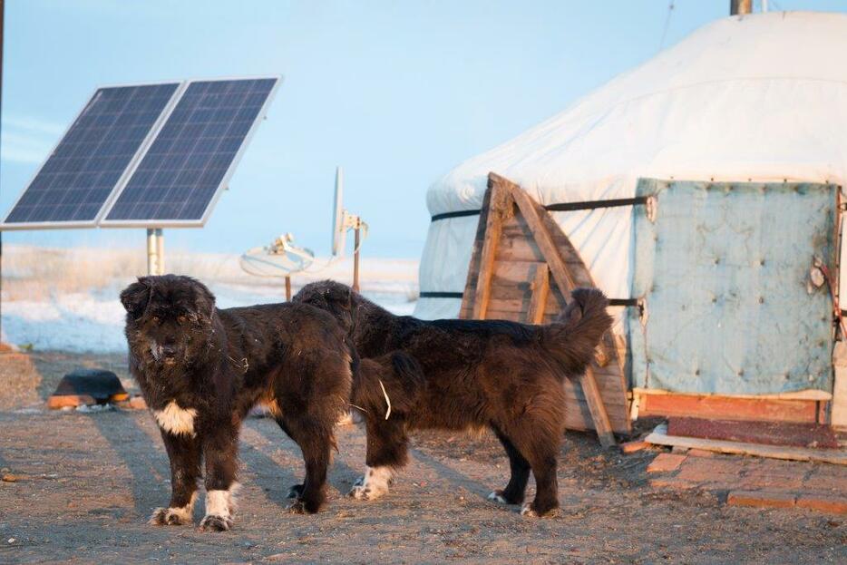 今は高額売買 絶滅の危機 モンゴル人最高の友 モンゴル犬 を譲る儀式 The Page Yahoo ニュース