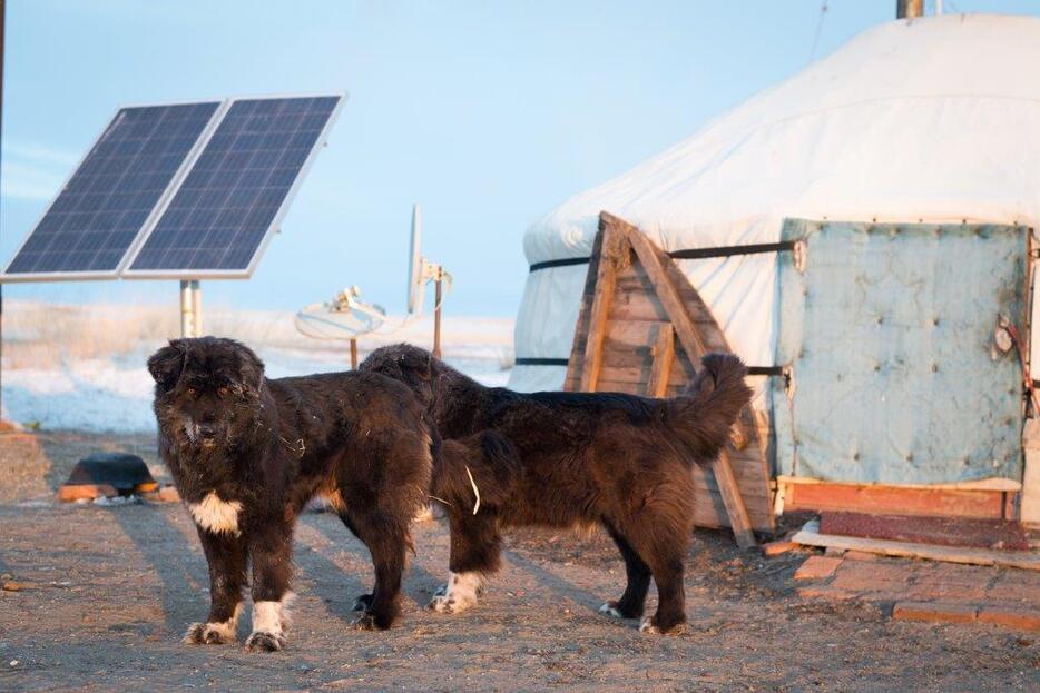 ゲルの前に立つモンゴル犬。ここでは家庭用太陽パネルと風力も普及し、家電が使えるようになってきた＝フルンボイル市・シニバルグバロン・ホショー（2018年2月撮影）