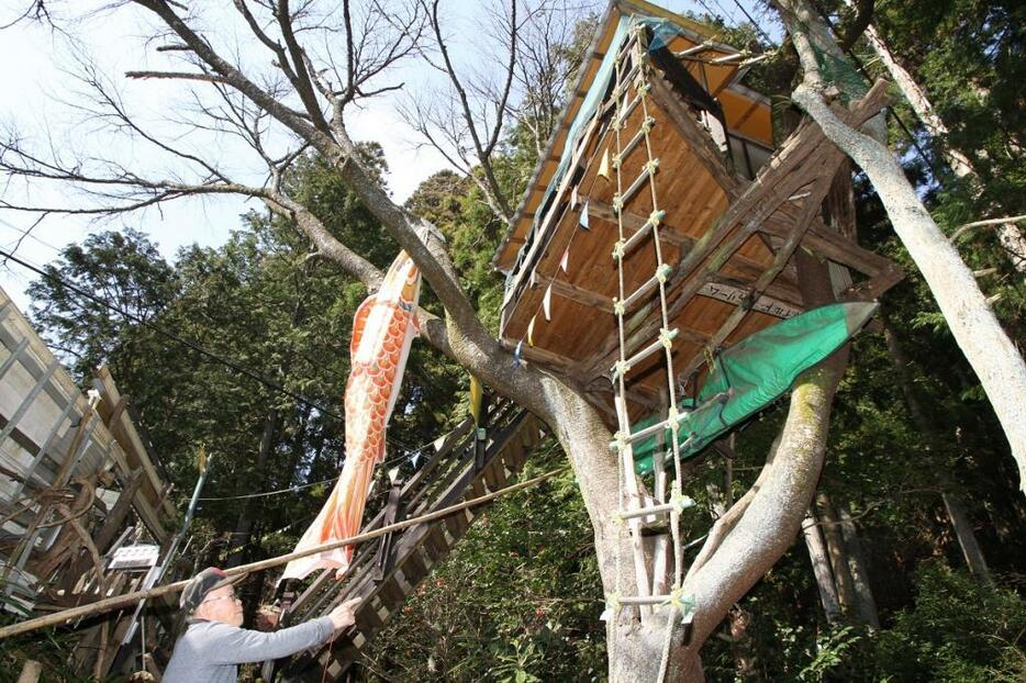 ツリーハウスの構造を説明する吉口さん。ヤマザクラの木を生かして作られているのが分かる（愛知県岡崎市で）