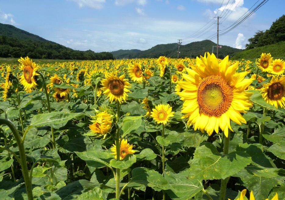 震災の年の夏、放射性物質除去の願いを込めて福島県に咲くヒマワリ