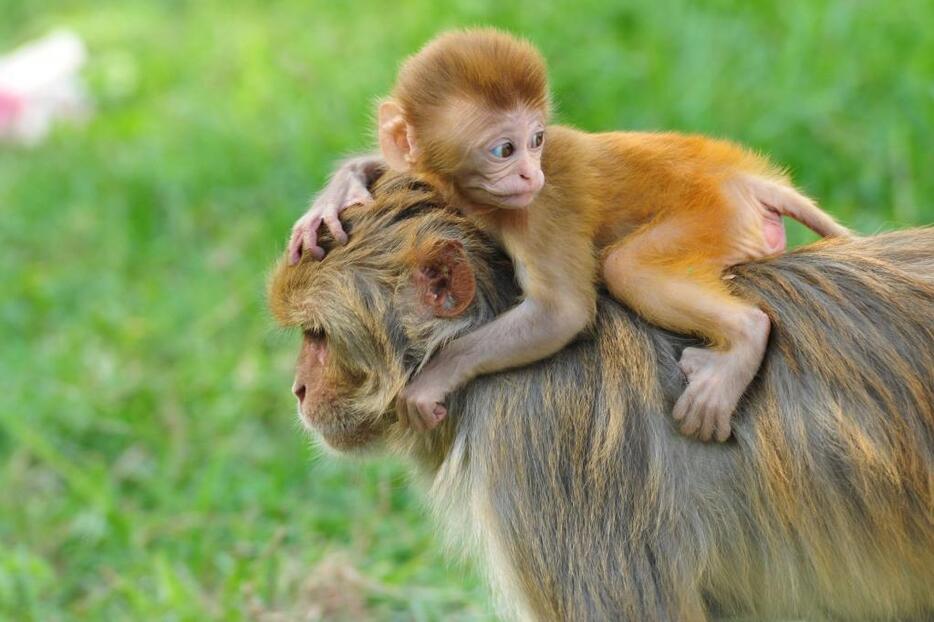 [イメージ]アカゲザルの親子。ニホンザルとアカゲザルの交雑種はなぜ処分されたのでしょうか（写真：アフロ）