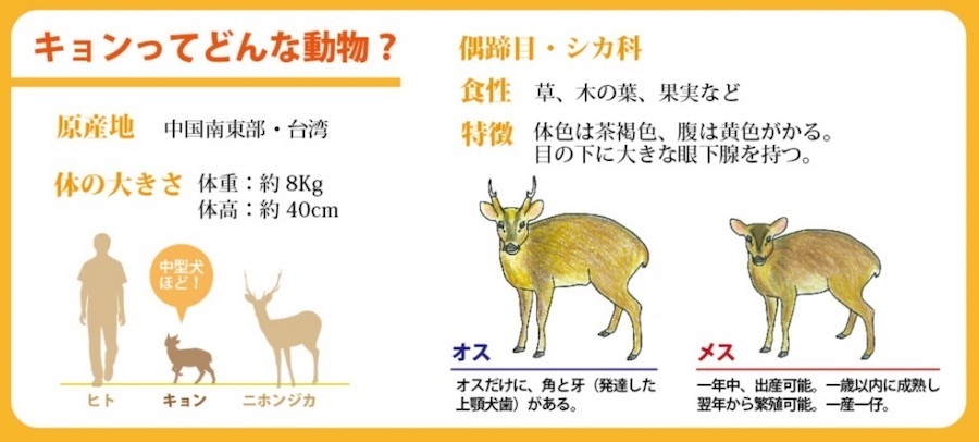 キョンってどんな動物（出典：東京都環境局パンフレット）