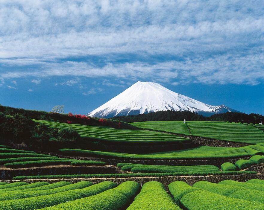 世界文化遺産となった富士山と世界農業遺産になった茶畑（富士市）＝写真提供：静岡県観光協会