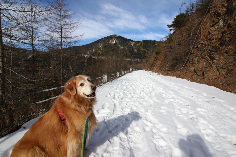 [写真]今年1月、今は亡き愛犬と水ノ塔山・篭ノ塔山の中腹付近を通る林道を散策した際の写真。“犬お断り”の看板があったため、背景の尾根を通る登山道には入らず、予定変更して自粛要請の対象になっていないこちらの林道を歩いた。ネットなどに情報がない看板も多く、入念な下調べをしておきたいところだ＝長野県小諸市