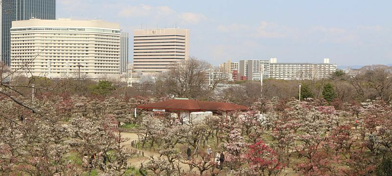 [写真]大阪城公園の梅林が見ごろを迎えている。後方は大阪ビジネスパーク方面=2日午後、大阪市中央区で