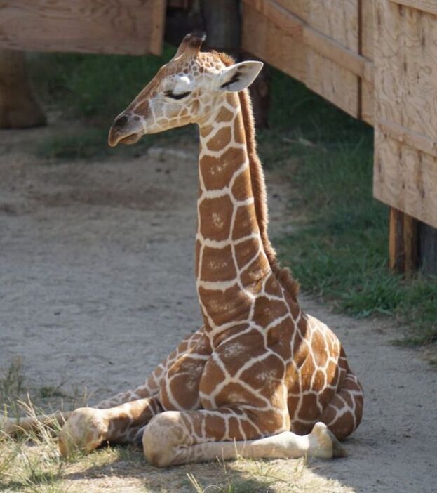 ［写真］みさき公園の動物園はキリンの繁殖の多さでも知られている。写真は昨年生まれた仙夏