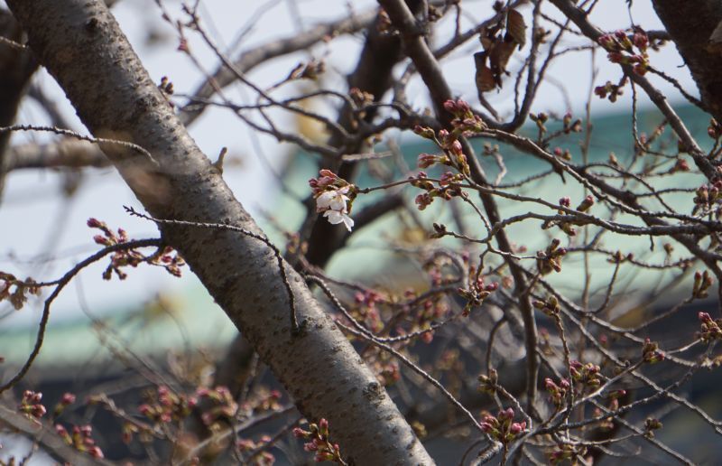 ［写真］西の丸庭園の桜の標本木。5輪のうちの1輪。後方は大阪城天守閣＝27日午前、大阪市中央区で