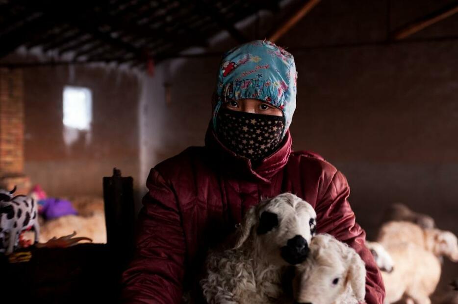 仔羊に母羊の乳を飲ませるのが、毎日の仕事＝シリンゴル盟・スニド・バロン・ホショー（2013年1月撮影）
