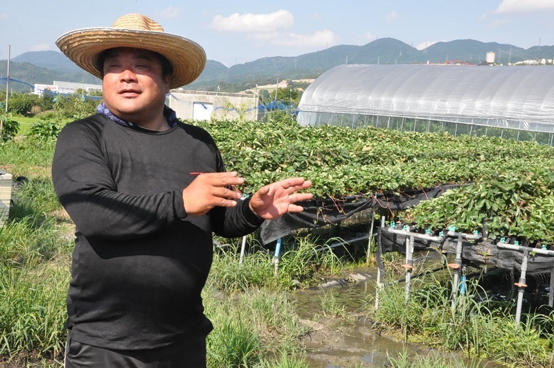 [写真]イチゴ生産者の福永洋一さん。イチゴの苗床で苗を育てる作業が続く