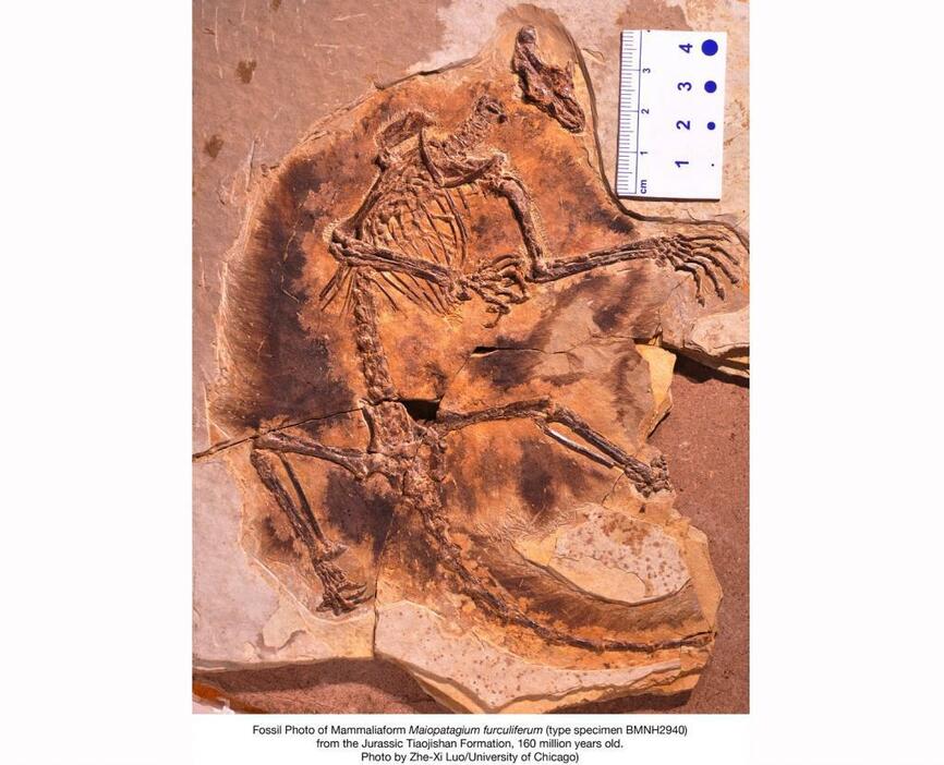 Image2：ジュラ紀後期の地層より発見された、最古の飛行性を備えたと推定される哺乳類「Maiopatagium furculiferum（マイオパタジウム・ファルキュリフェルム）」。（写真提供：Dr. Zhe-Xi Luo/University of Chicago）