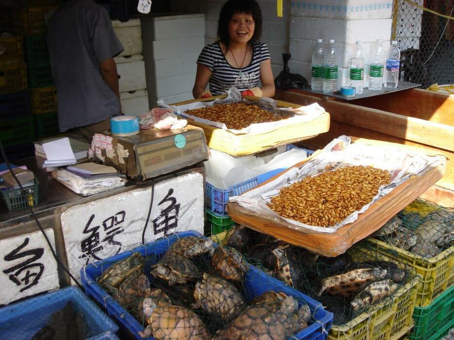 中国・広州の市場で売られたアカミミガメ（写真提供：五箇公一）