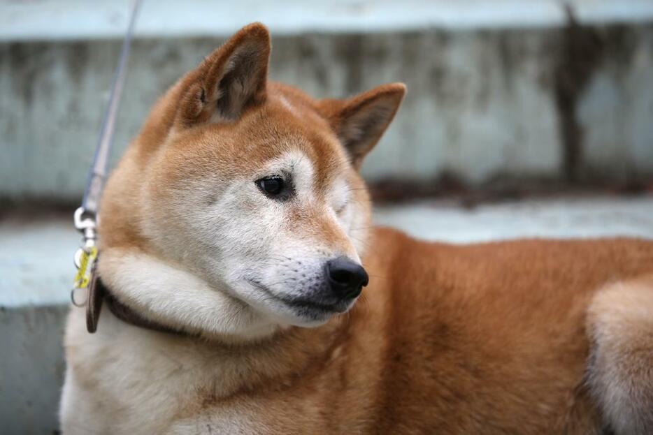 [写真]千代丸（オス・11歳）