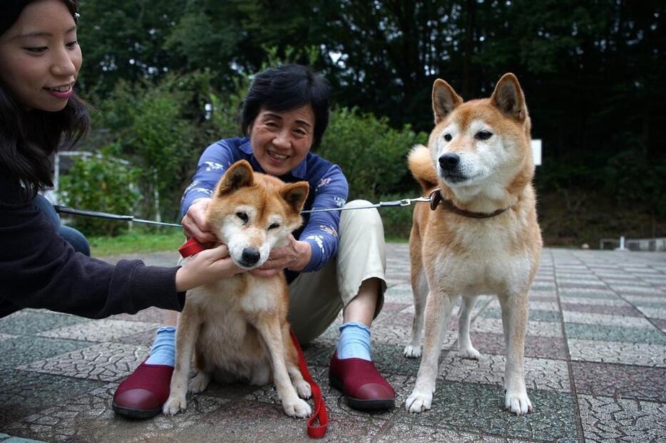 [写真]茶々（左）と千代丸。「犬の世話係」の江崎さんだけでなく、若手の福島里佳さん（右）ら劇団員全員で面倒を見ている