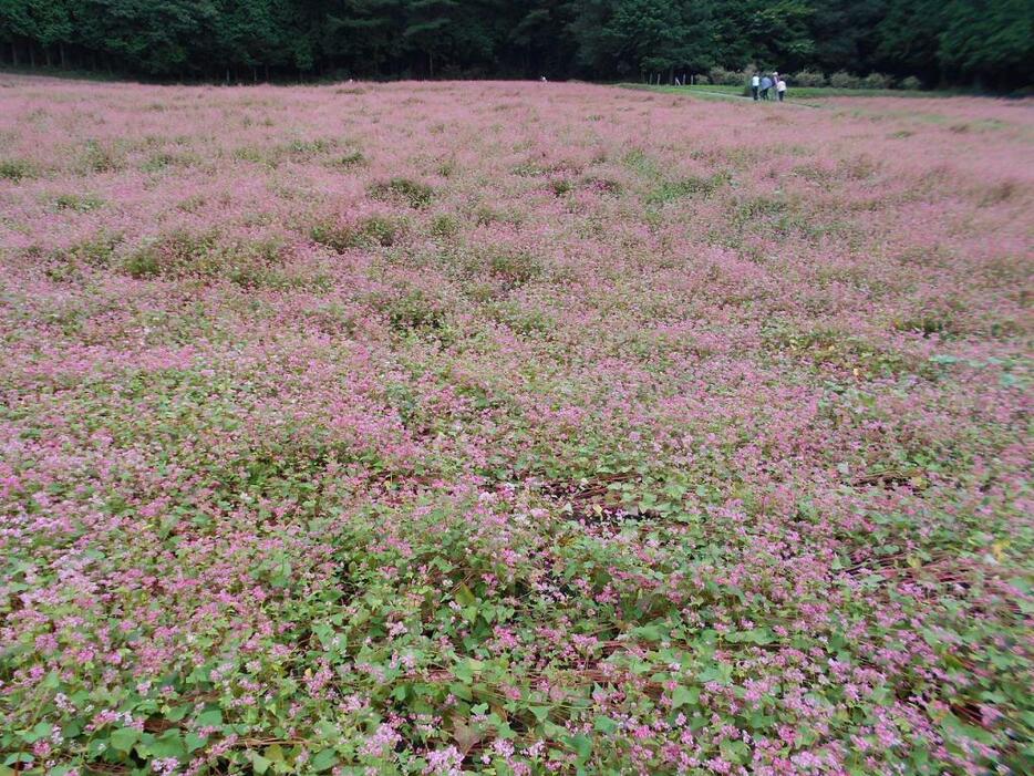 [写真]一面に広がる赤ソバ畑