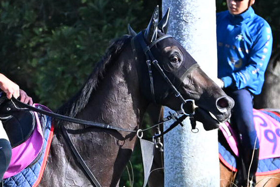 イクイノックス　新聞記事 競馬 イクイノックス ジャパンC 新聞記事 [即日発送] - メルカリ