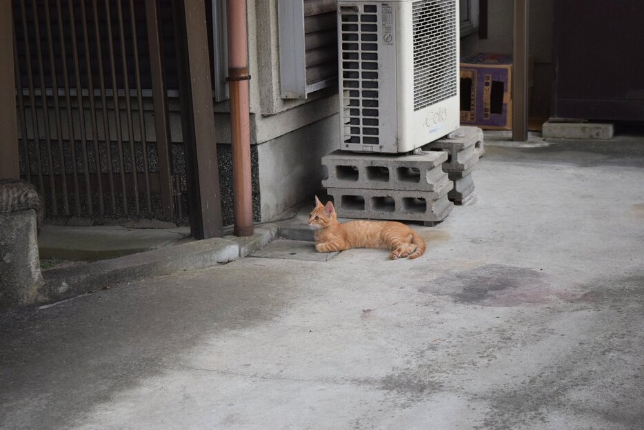 もっと早く助けてあげたかった…」。遺品整理のプロが見た