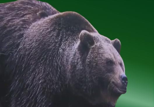 北海道ヒグマ烈伝】“推定400キロ”の巨大なクマが苫前町に出没―語り継が