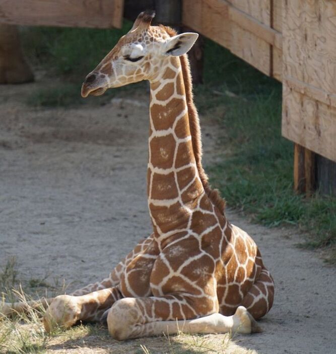 [写真]みさき公園の動物園はキリンの繁殖がさかんなことでも知られ「キリンのみさき公園」と呼ばれていたと関係者は語っていた