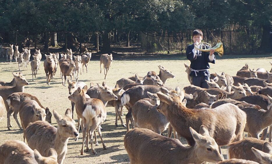 [写真]ホルンの音色に誘われて、飛び跳ねるように集まる奈良公園の鹿＝21日午前10時10分ごろ、奈良県奈良市で