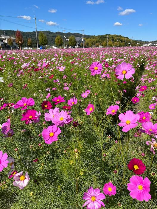 秋空のもと色とりどりのコスモスが咲く＝26日正午ごろ、奈良県斑鳩町で