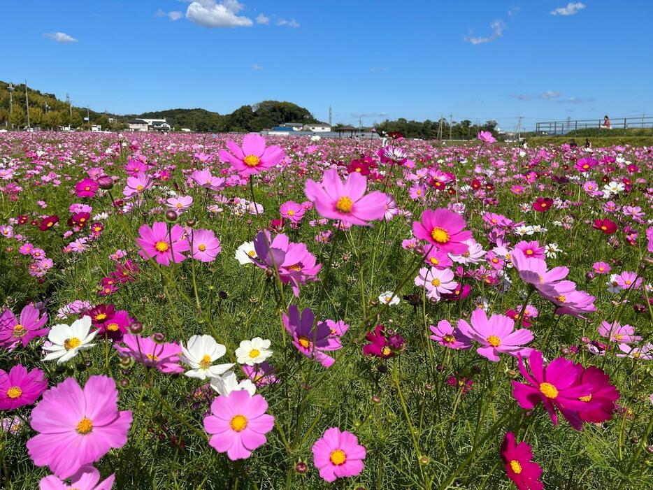 ［写真］さわやかな青空のもと咲き誇るコスモス＝26日正午ごろ、奈良県斑鳩町で