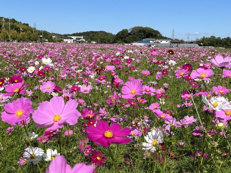 近くには寺などもあり付近を散策しながらコスモスを楽しむ人もいた