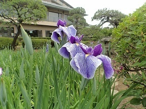 葛飾区HP 花しょうぶだよりより 「淡仙女（あわせんにょ）」（5月22日撮影）