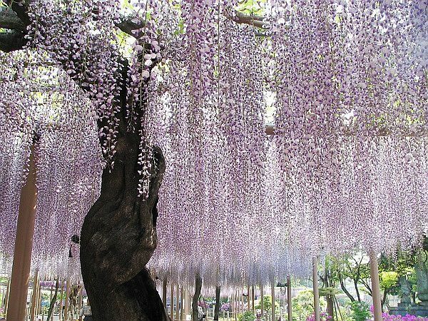 [写真]曼陀羅寺では九尺藤がシャワーのように咲く