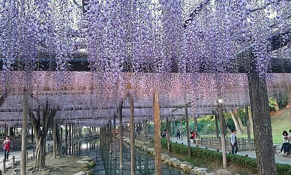 [写真]フジのカーテンが頭上を覆う、天王川公園。疎水の水面に淡く映る花も趣がある