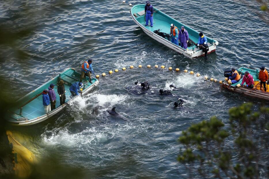 和歌山県太地町のイルカ追い込み漁＝2014年1月20日（資料写真：ロイター/アフロ）