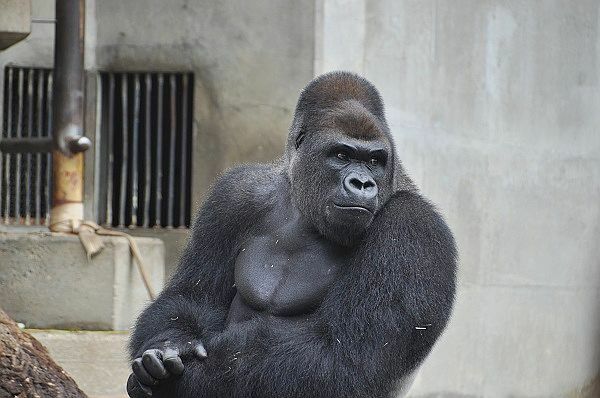 [写真]イケメンと話題の東山動植物園のオスのニシローランドゴリラ、シャバーニ