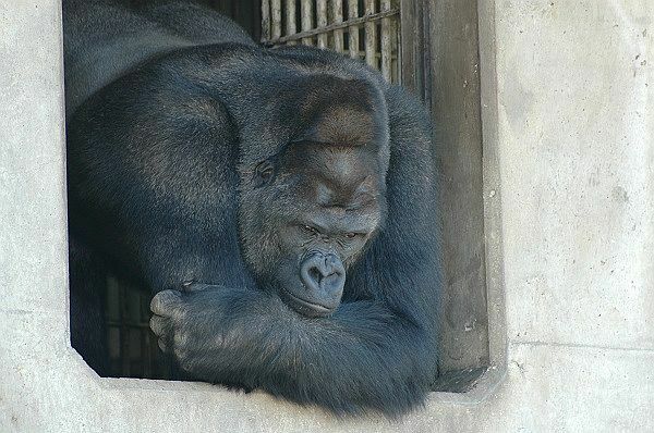 [写真]何かを考え込むようにうつむき加減のシャバーニの姿も悩ましい？