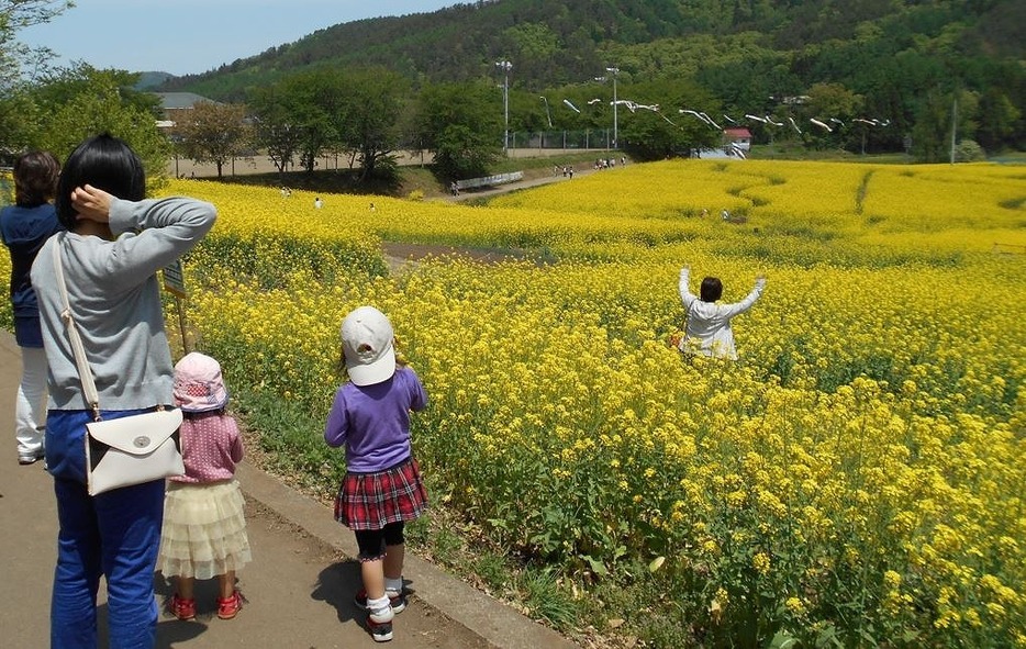 [写真]「朧月夜」の歌を思い出させる飯山市の「菜の花公園」