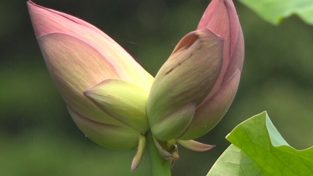 「双頭蓮」がまもなく開花　栗林公園