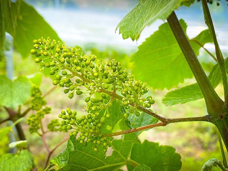 細い黄色の線のように見えるのが「ガメイ」の花