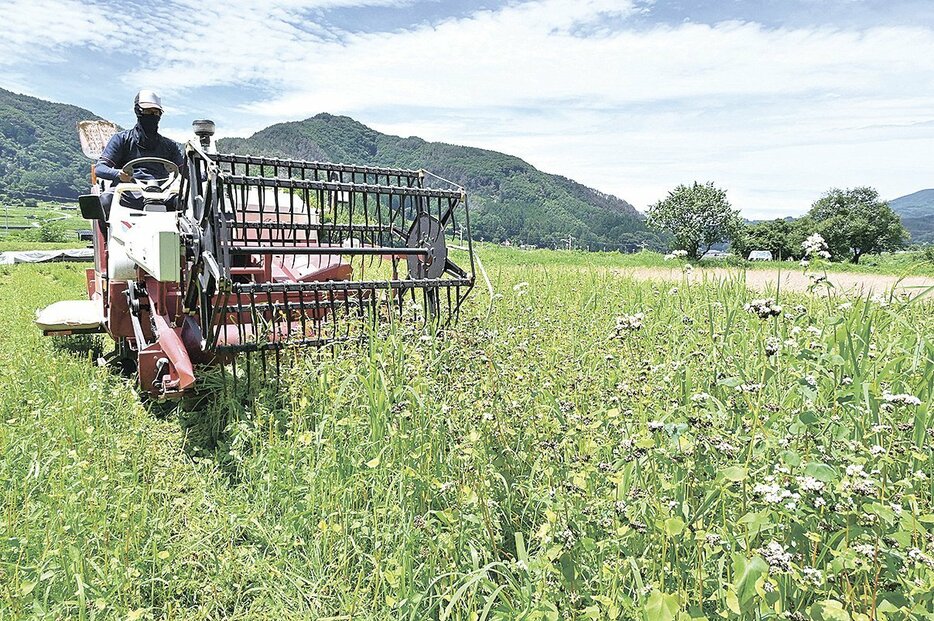 大型コンバインを使って行われている夏ソバの収穫作業（筑北村坂井）