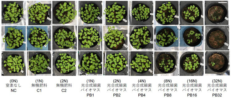 種まき後7日におけるコマツナの生育状況。NCは窒素分なしの土。C1とC2は無機肥料入り。PBは非硫黄紅色光合成細菌を土に混ぜた。数字は無機肥料C1の窒素量の何倍かを表している。窒素量が多すぎると生育不良が起きた（京都大学の沼田圭司教授提供）