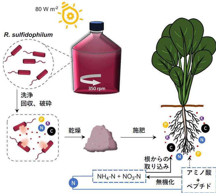 非硫黄紅色光合成細菌は10リットルのボトルに入れてまぜながら光を当てて培養し、回収後に乾燥させ、肥料として京都大学の圃場の土に混ぜてコマツナの生育状況を観察した（京都大学の沼田圭司教授提供）