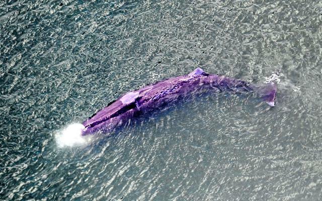 淀川河口付近にとどまり、潮を吹くクジラ=2023年1月10日、大阪湾、朝日放送テレビヘリから、小川智撮影